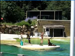 Sea lion show in French